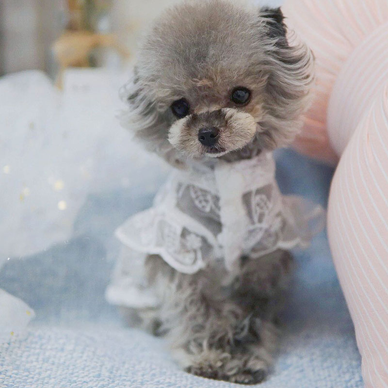 Trắng Ren Công Chúa Chó Làm Cỏ - đánh giá và giá Xl Summer Clothing